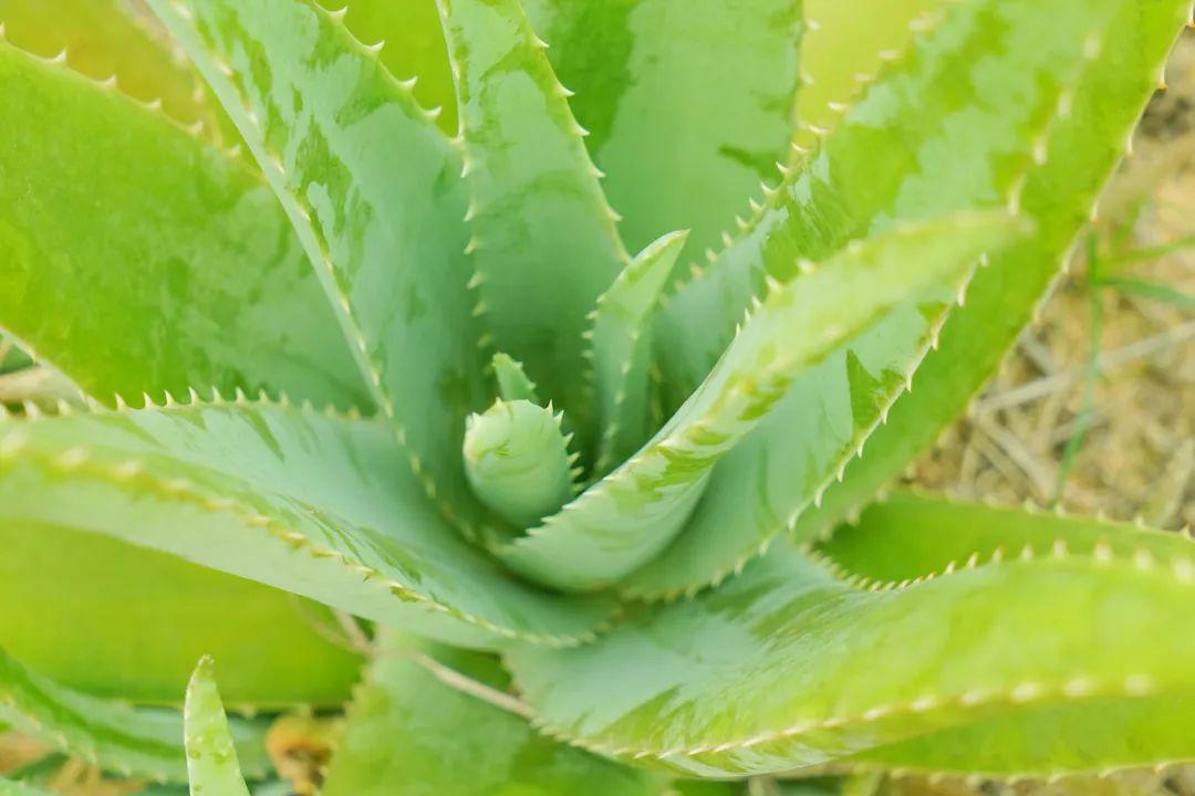 芦荟园里芦荟花, 阳春三月就赏它.