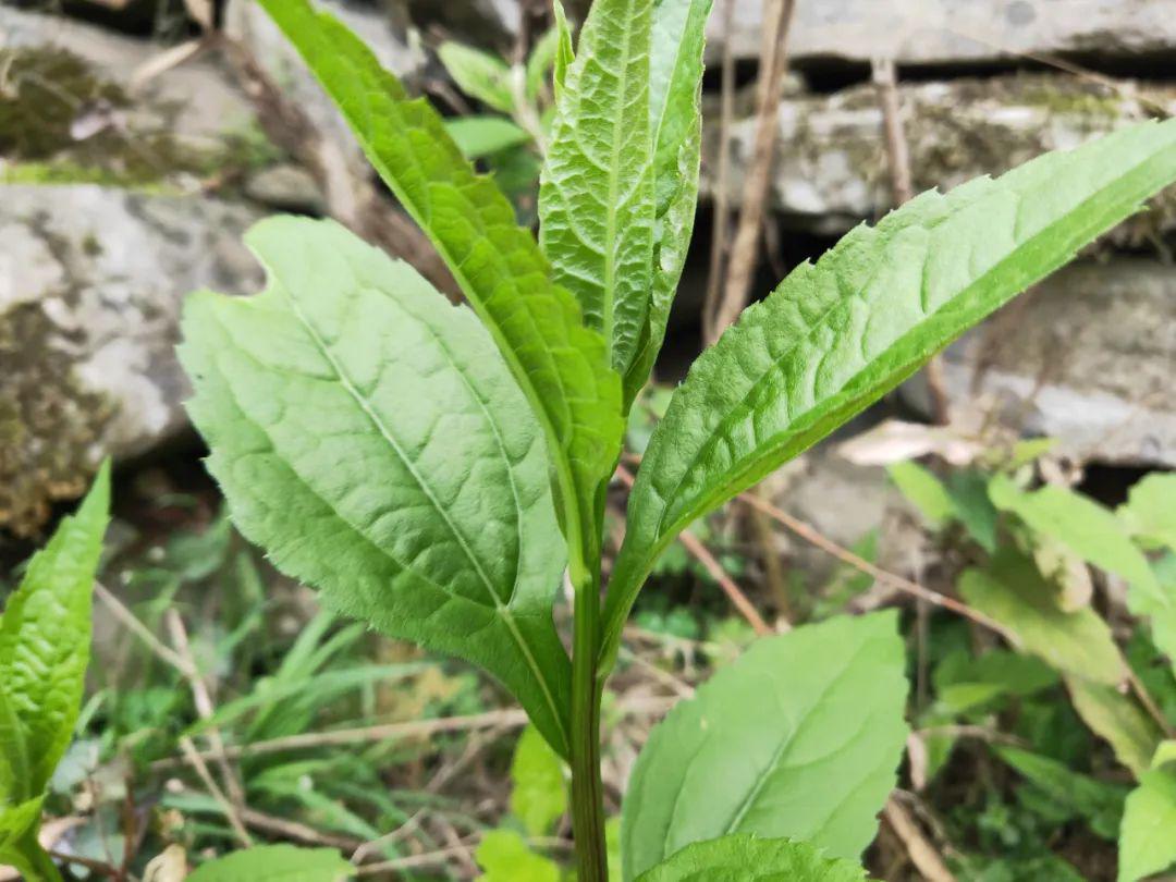 野菜柴胡怎么吃