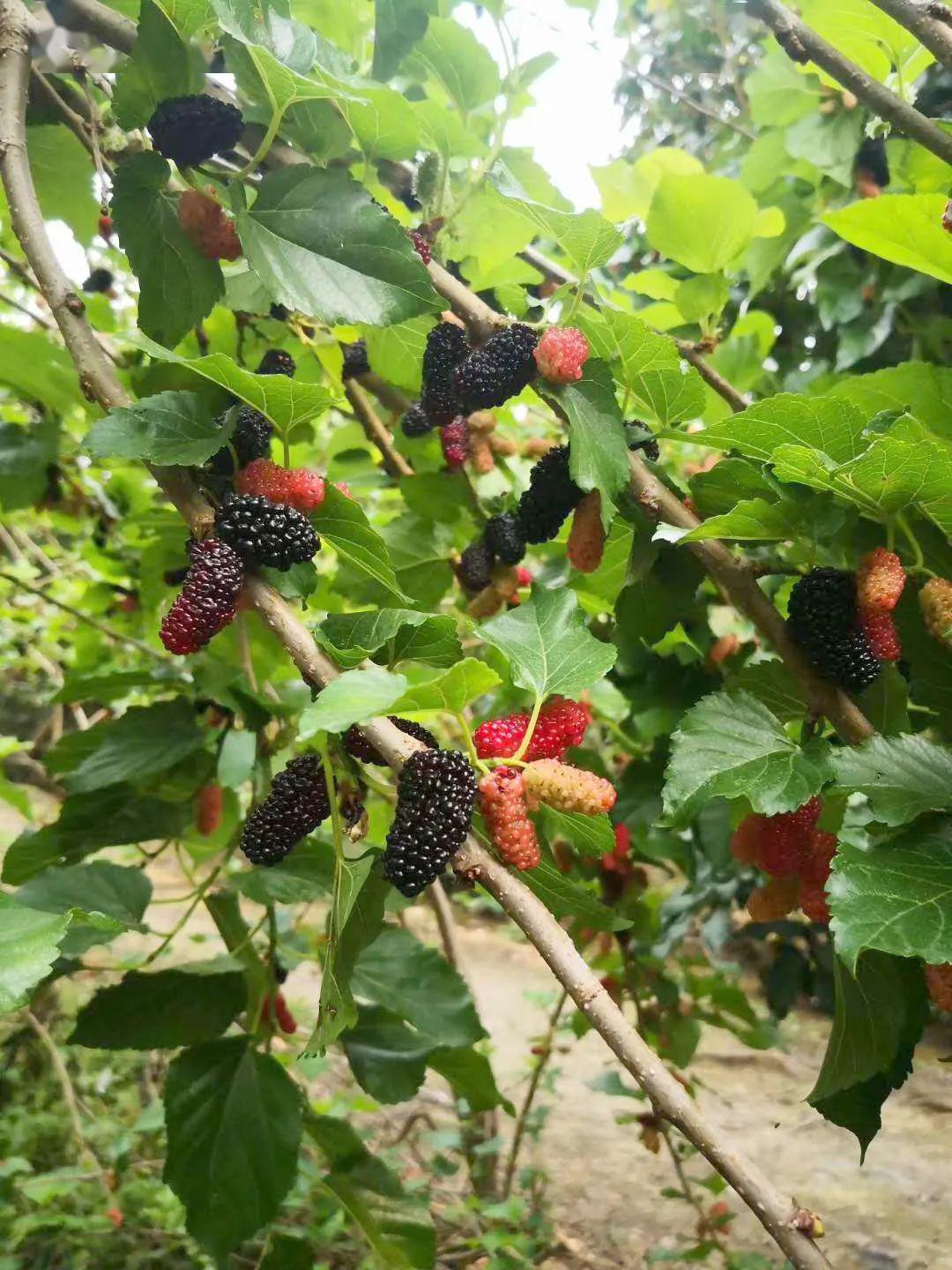 任摘任吃丨49元开抢两大一小摘果套票,枇杷,桑葚,小番茄,番石榴,木瓜.