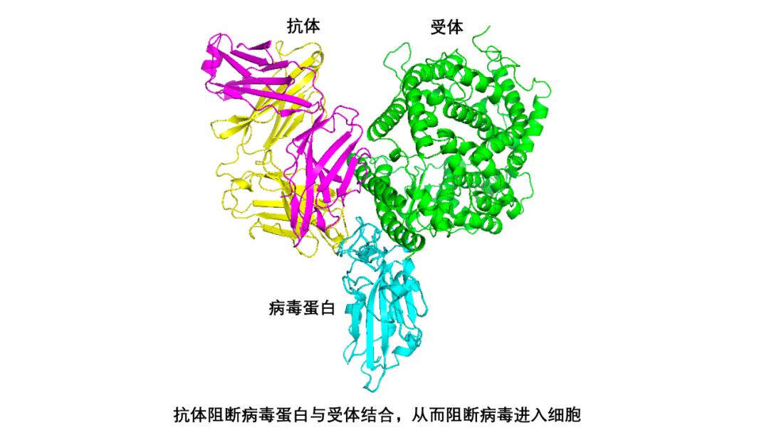 清华大学与深圳三院成功分离高效抗新冠病毒抗体