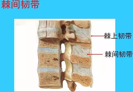 (5)横突间韧带(4)棘上韧带与棘间韧带(3)黄韧带(2)后纵韧带(1)前纵