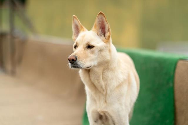 撞脸柴犬的珍岛犬 却是韩国的国宝犬种 但它们并不适合新手饲养 生活