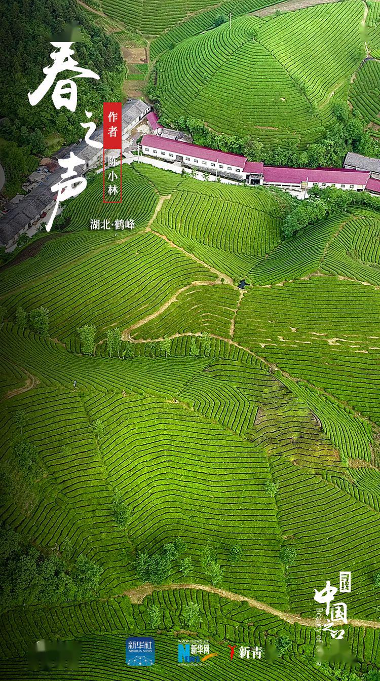 「」这是我见过最好看的红配绿