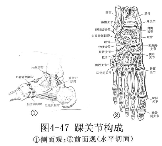 跖屈的同时屈曲足趾,背伸同时伸展足趾.