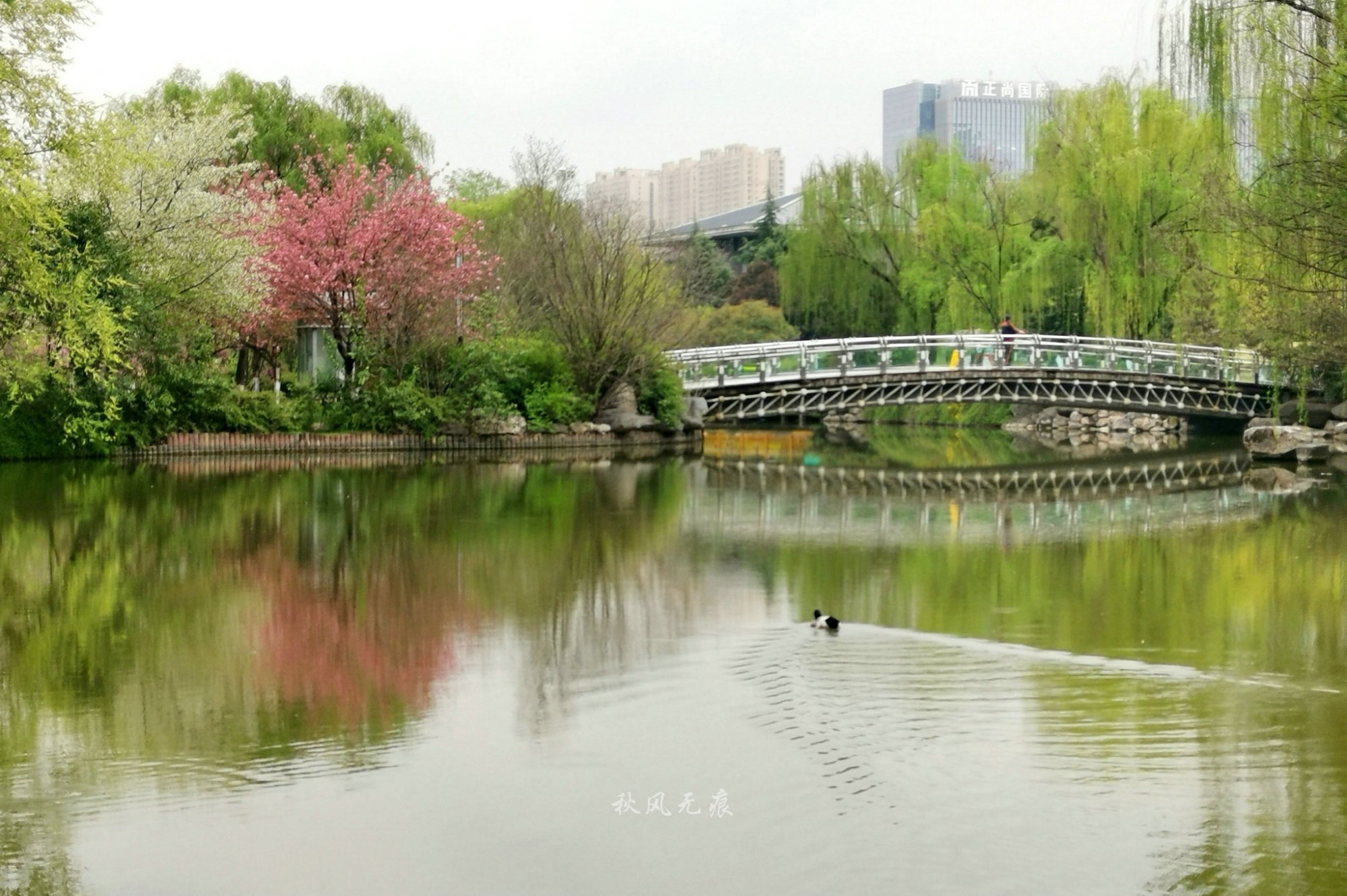 春雨后西安城北的画境湖韵 运动