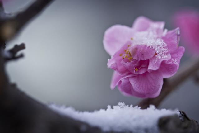 红炉煮茶流年轻沸九首最美梅花诗词装点冬天的浪漫