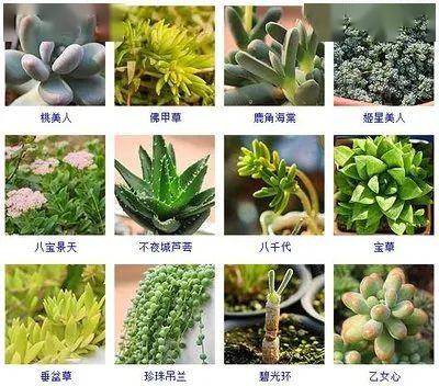 【晚安·林生】多肉植物的入坑指南