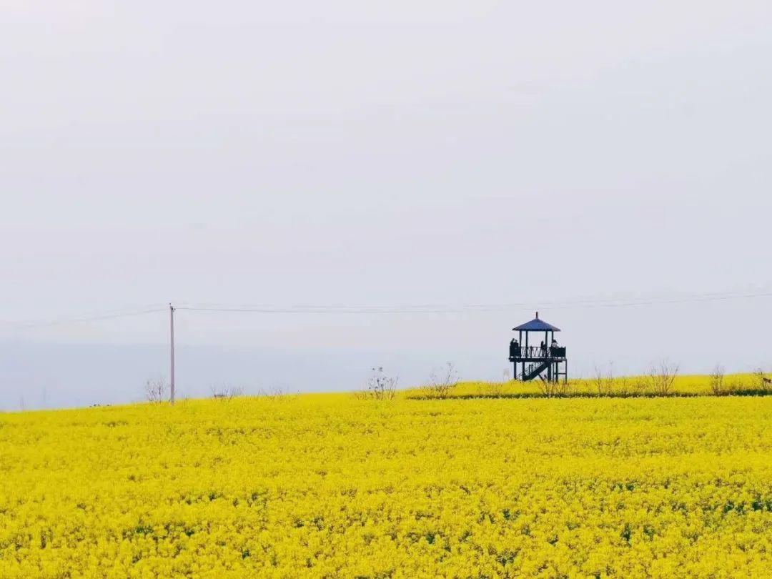 春风十里 咸阳等你丨第五届武功古城油菜花旅游节来啦