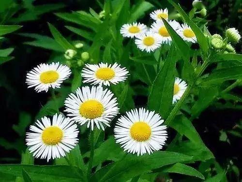 一年蓬 菊科,飞蓬属.