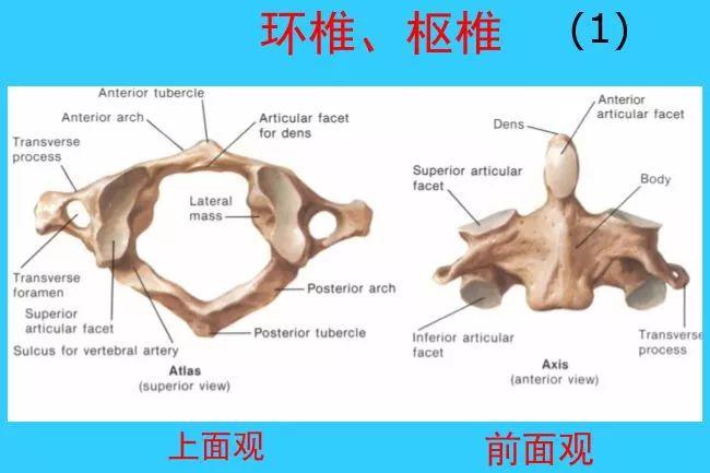 (3)utac---即unco,transero,articularcomplex称钩突,横突,关节突