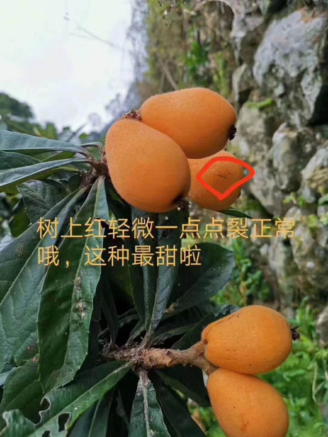 漳州云霄枇杷新鲜采摘清甜可口天然绿色水果