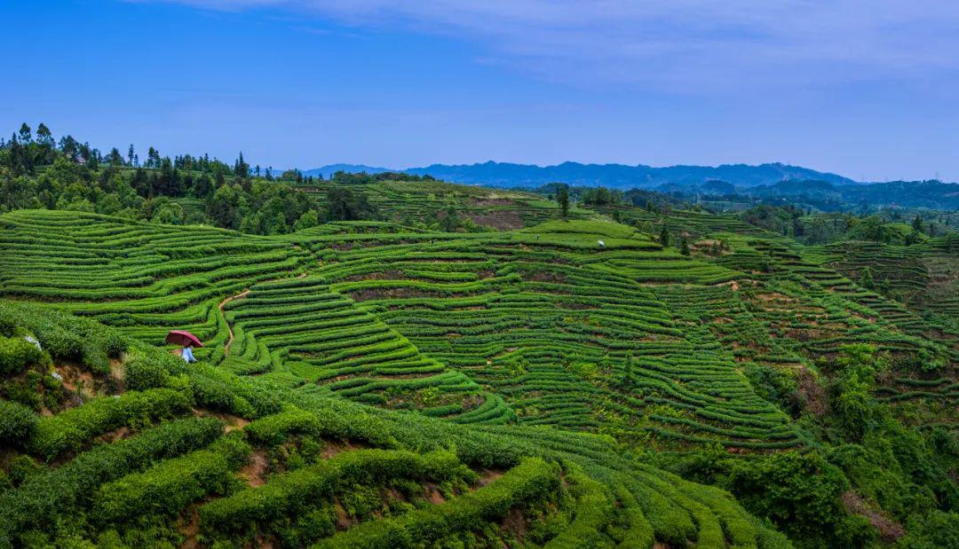 形成了独具特色的"中国至美茶园绿道" 金鼓村 此次第十六届蒙顶山茶