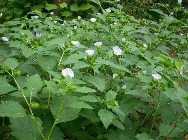 这些农村的野花野草你还记得它们的名字吗