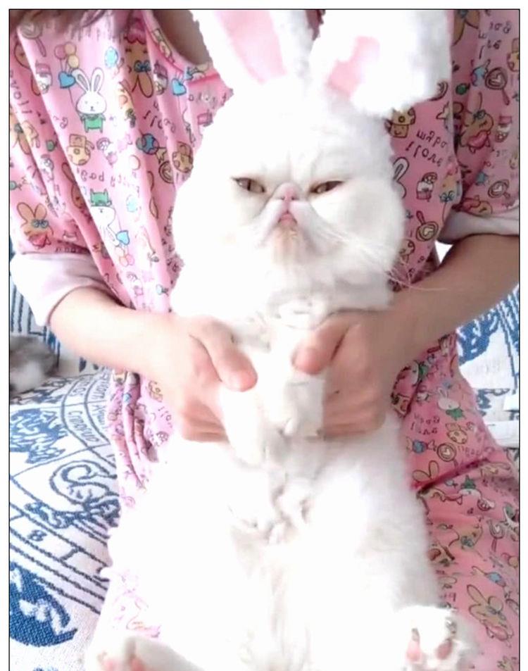 兔子的耳朵长长的像什么还像什么 5e4e9105eaa545f495f3d47b02333939.jpeg