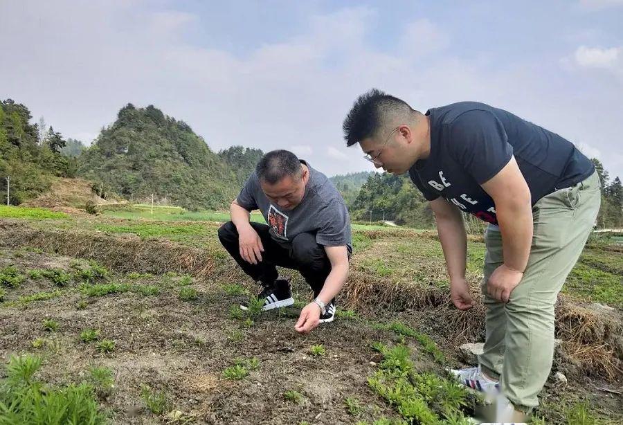 麻江县有多少人口_麻江县龙山中学图片