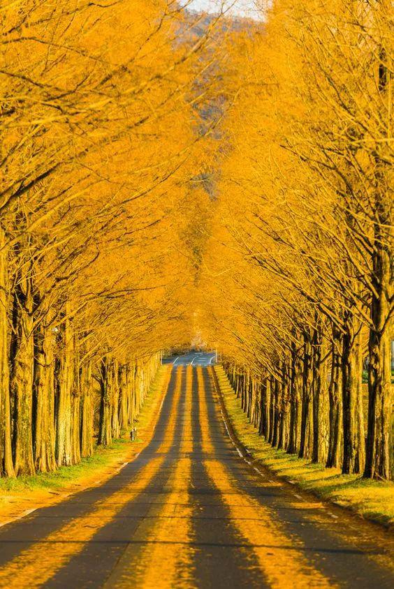 一到秋天,满目的金黄将路掩盖住.
