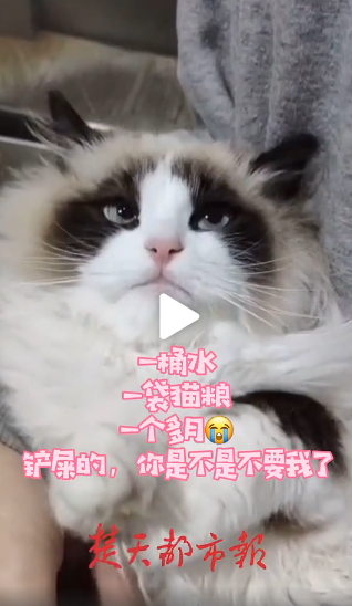 一家七口感染新冠，猫咪独自守家40天，还生了4只小猫！ 网友：猫坚强