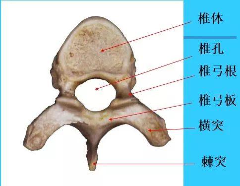脊椎解剖图解!