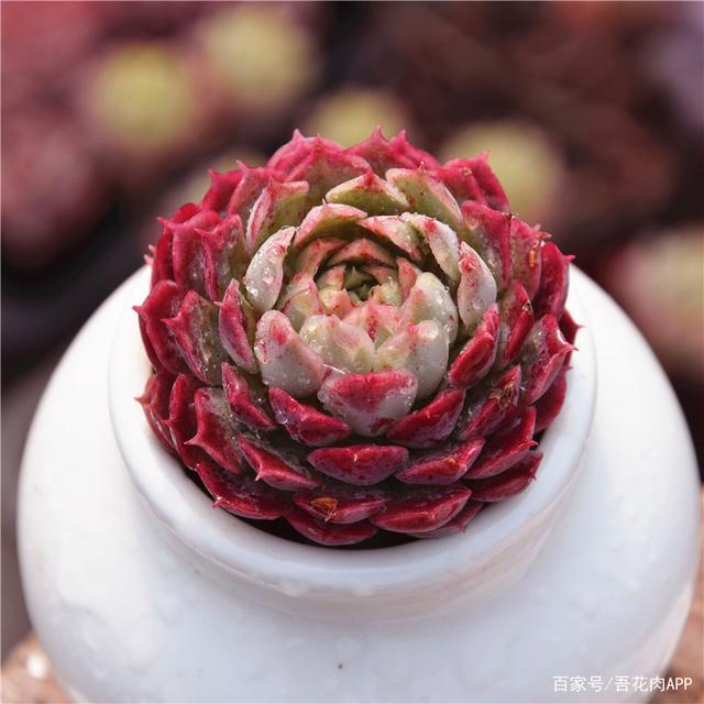 属于月影系家族,平价高颜值多肉的典范,朱砂痣能