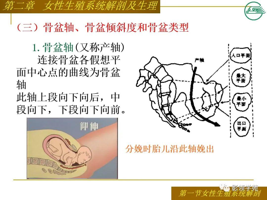 女性生殖系统解剖及生理