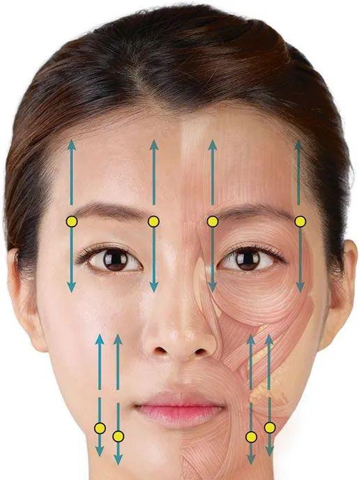 【福利】美容解剖学|面部皱纹