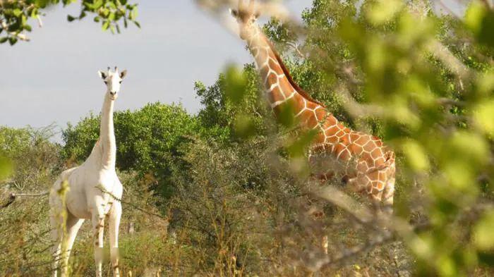 全世界仅剩最后一只！肯尼亚珍稀白色长颈鹿惨遭猎杀
