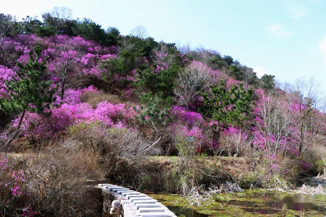 九仙山蓝槿花盛开,太美了.