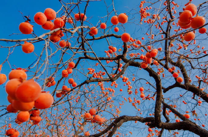 柿子红了,满树的柿子,唯美好看柿子树摄影图片