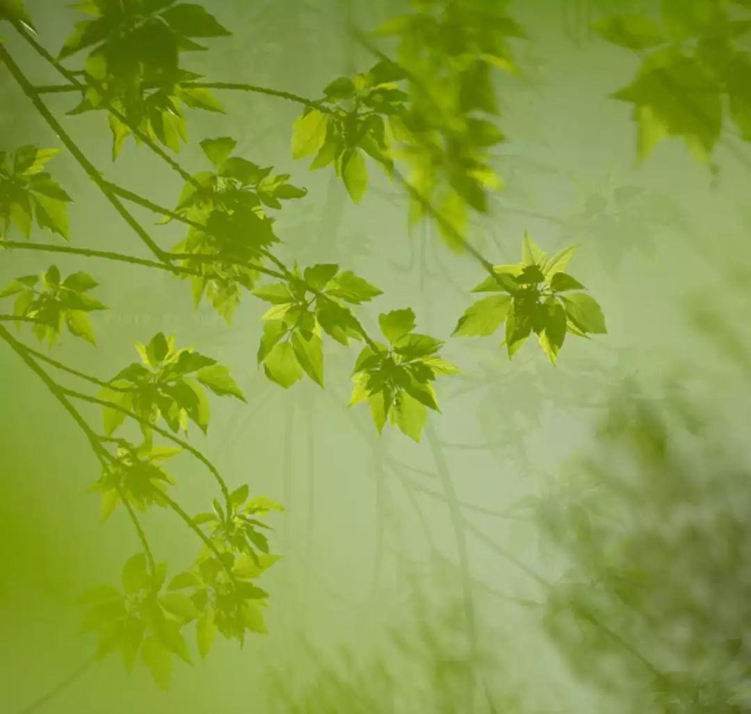 看,—— 那一颤动在微风里, 她又留下,淡淡的, 在三月的薄唇边, 一瞥
