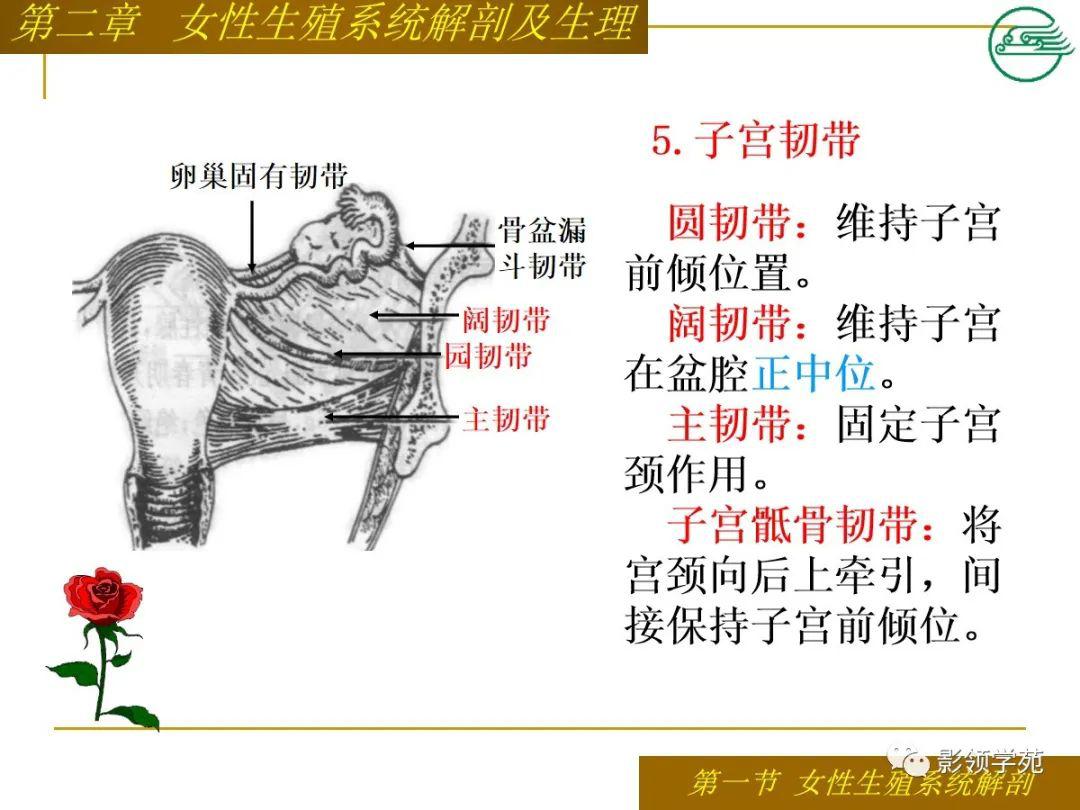 女性生殖系统解剖及生理