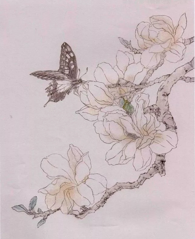 今天便以玉兰蝴蝶为例,带给大家工笔绘画的技巧.