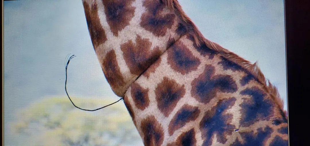 全世界仅剩最后一只！肯尼亚珍稀白色长颈鹿惨遭猎杀