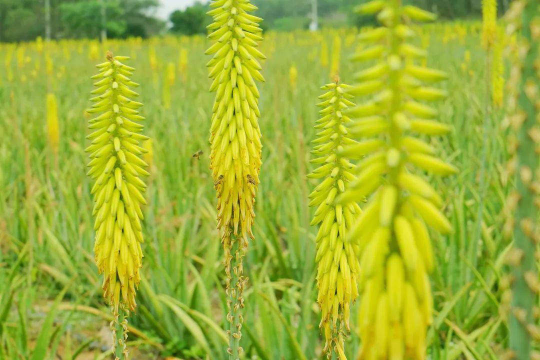 芦荟园里芦荟花, 阳春三月就赏它.