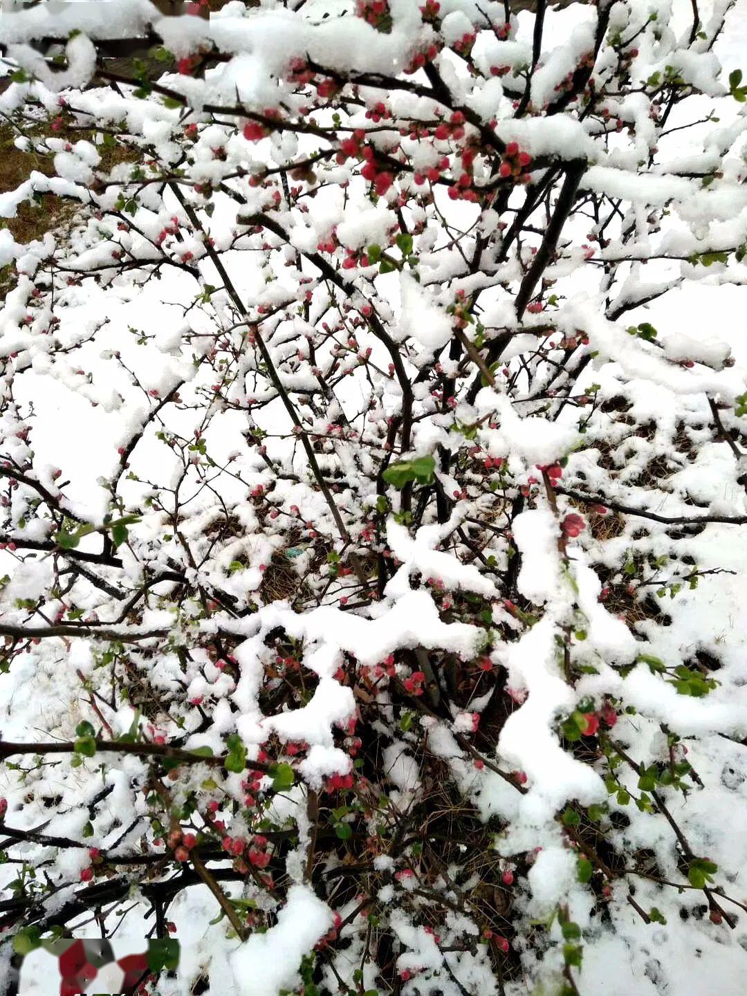 太白春雪映山城