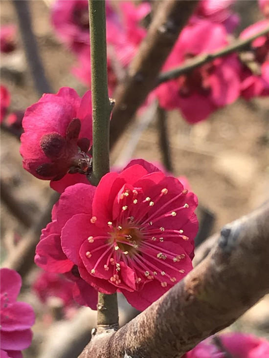 赏梅花风骨祛瘟疫阴霾