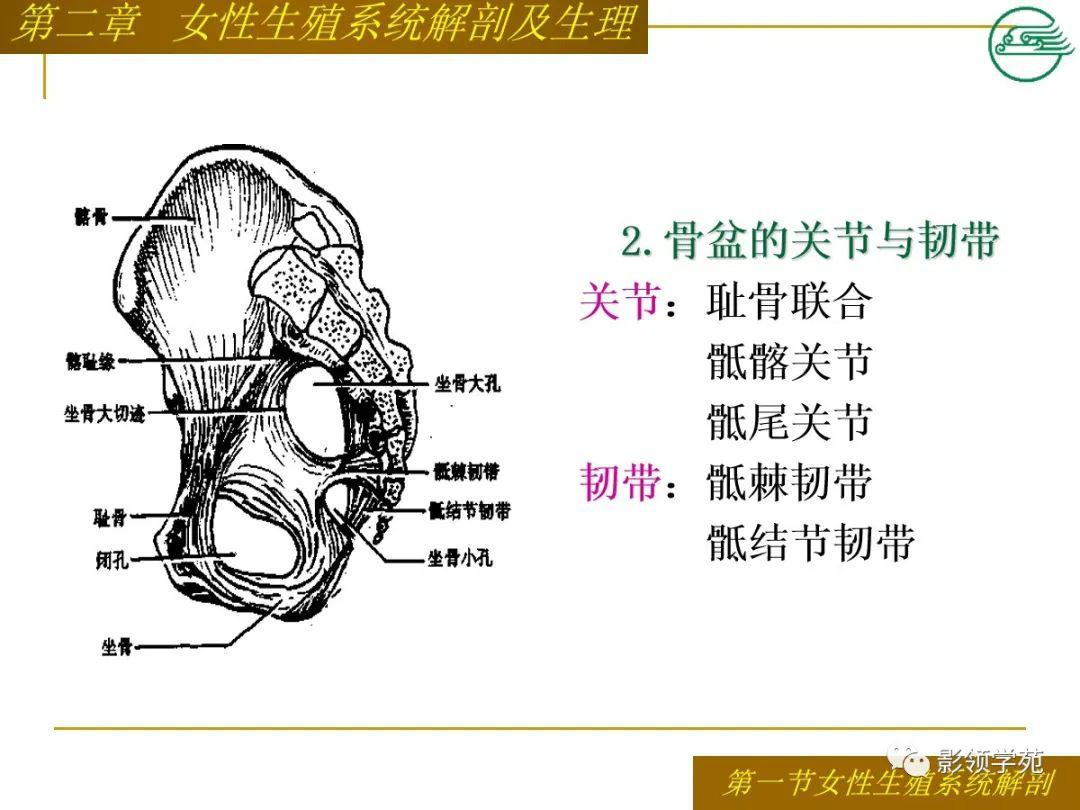 女性生殖系统解剖及生理