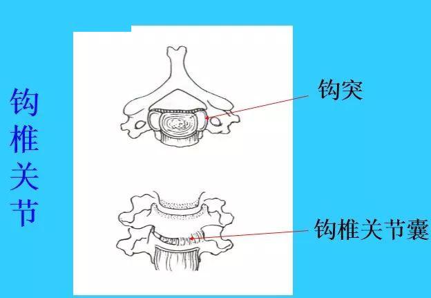 寰枕关节由寰椎侧块上关节面和枕骨髁关节面钩赏衷沧椿す亟,有