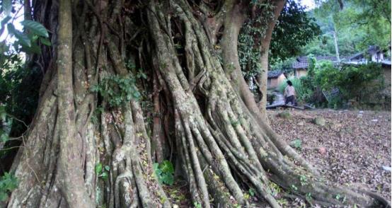 世界上最可怕的"食人树",一被缠住就化为白骨,却人人争相保护!