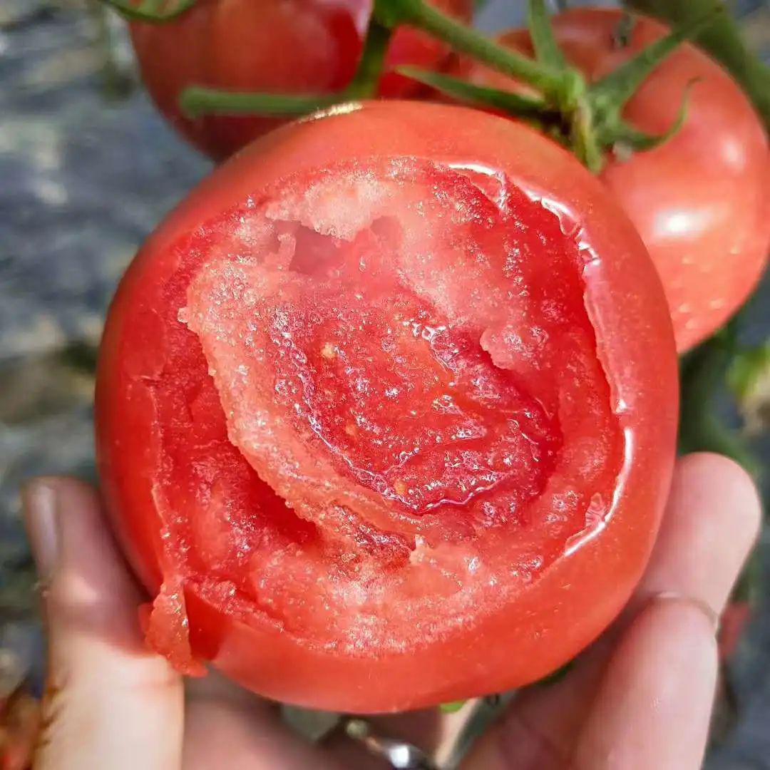 大棚口上的烂西红柿🍅。 | 小泽含笑饮砒霜 | Flickr