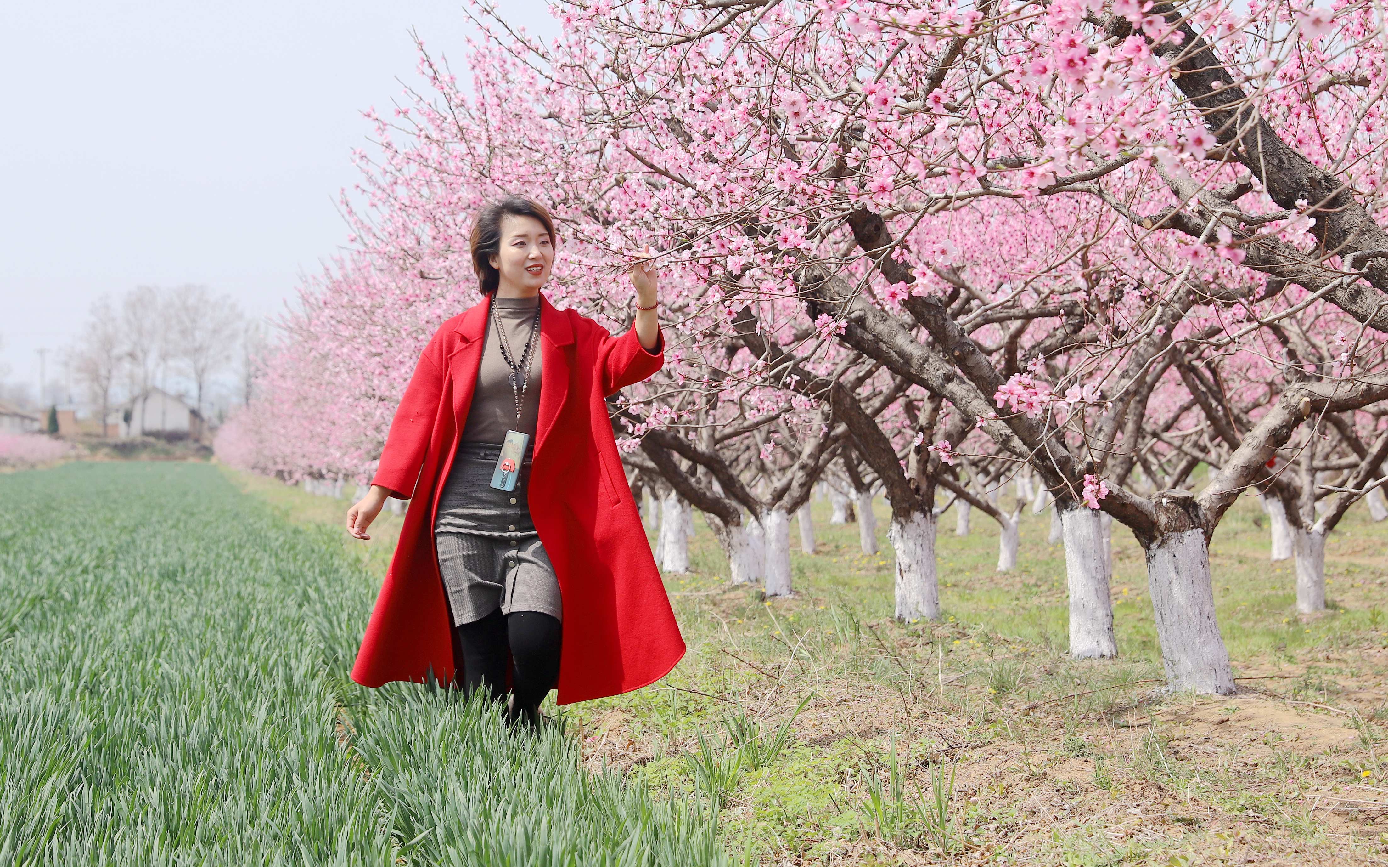 山西平陆:部官乡桃花芬芳醉游人