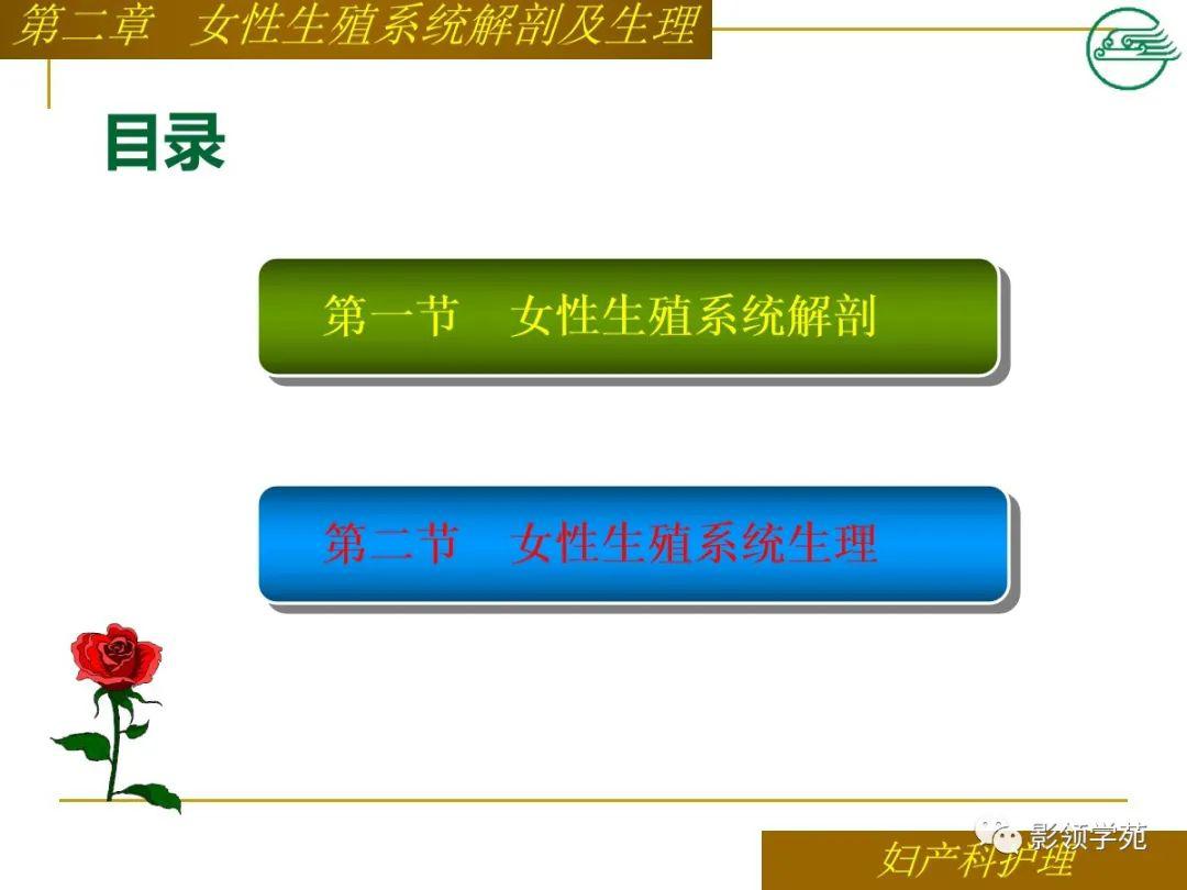 女性生殖系统解剖及生理