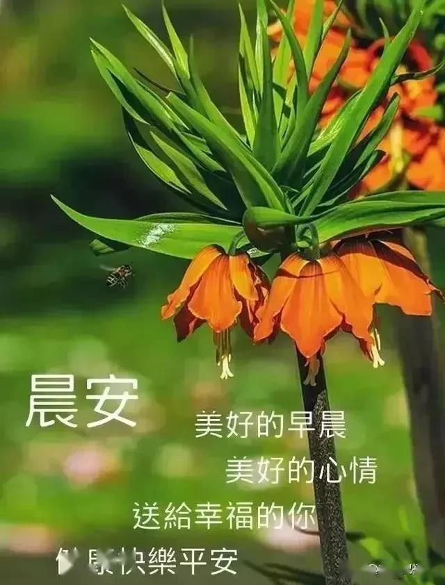 特漂亮早上好带字早安祝福图片,最暖心的早安问候表情