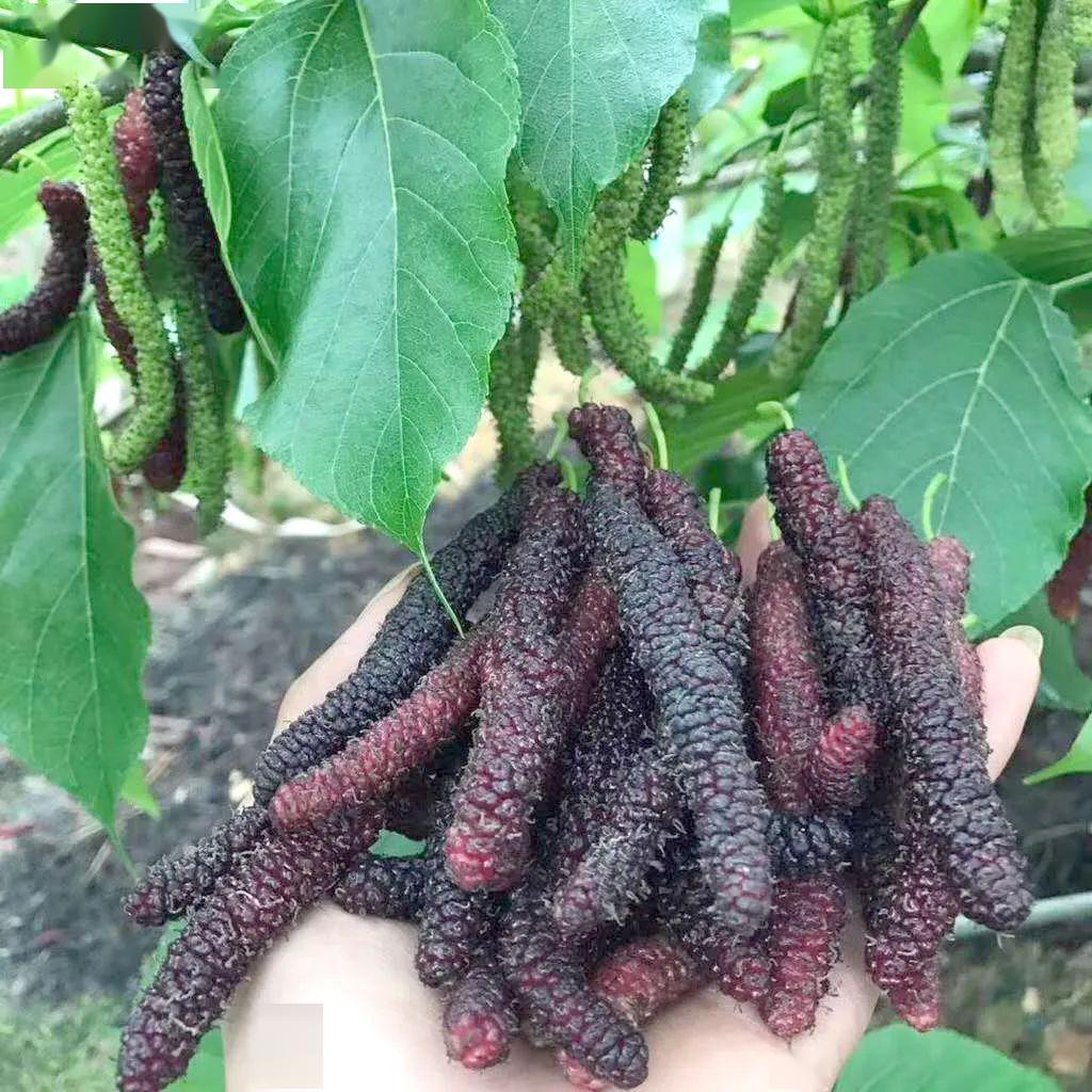 长桑葚 更香甜可口,入口汁水丰富