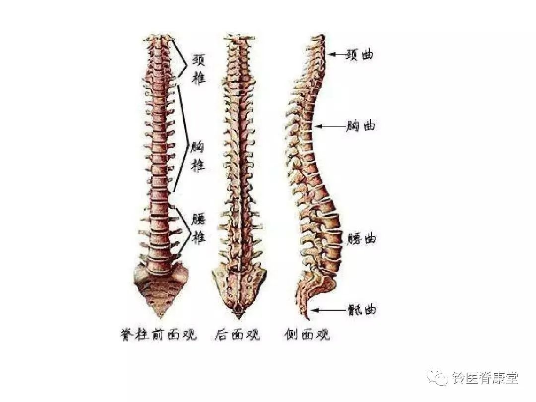 人体的脊柱,不是直的,而是弯曲的.从正面看呈"i"形,从侧面看呈"s"形.