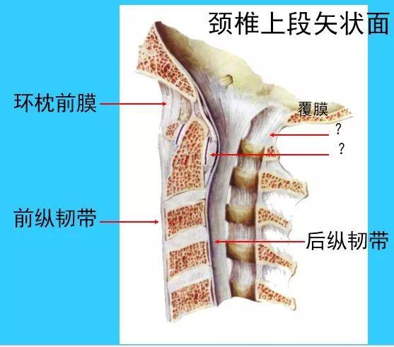 2,胸椎