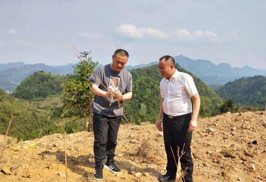 麻江县有多少人口_麻江县龙山中学图片