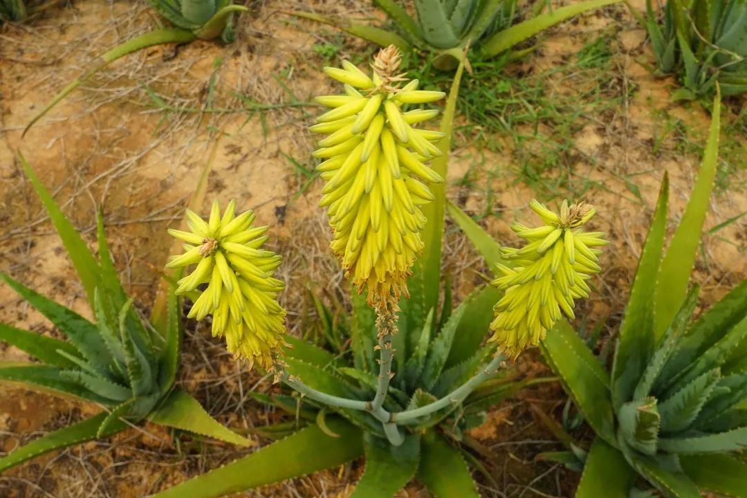 芦荟园里芦荟花, 阳春三月就赏它.