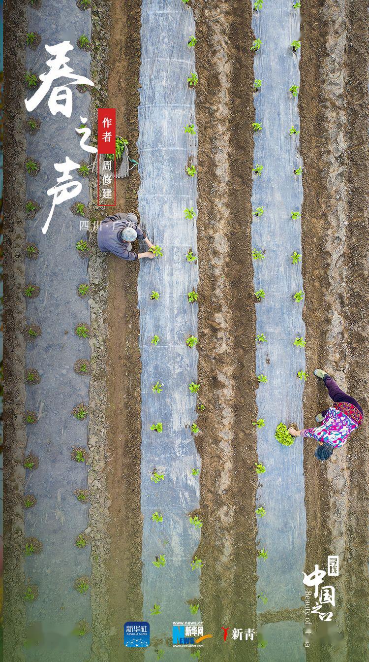 「」这是我见过最好看的红配绿