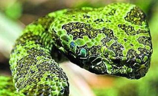 原创世界上最大的毒蛇原来在中国,重达30多斤堪比蟒蛇,真乃蛇中之王!