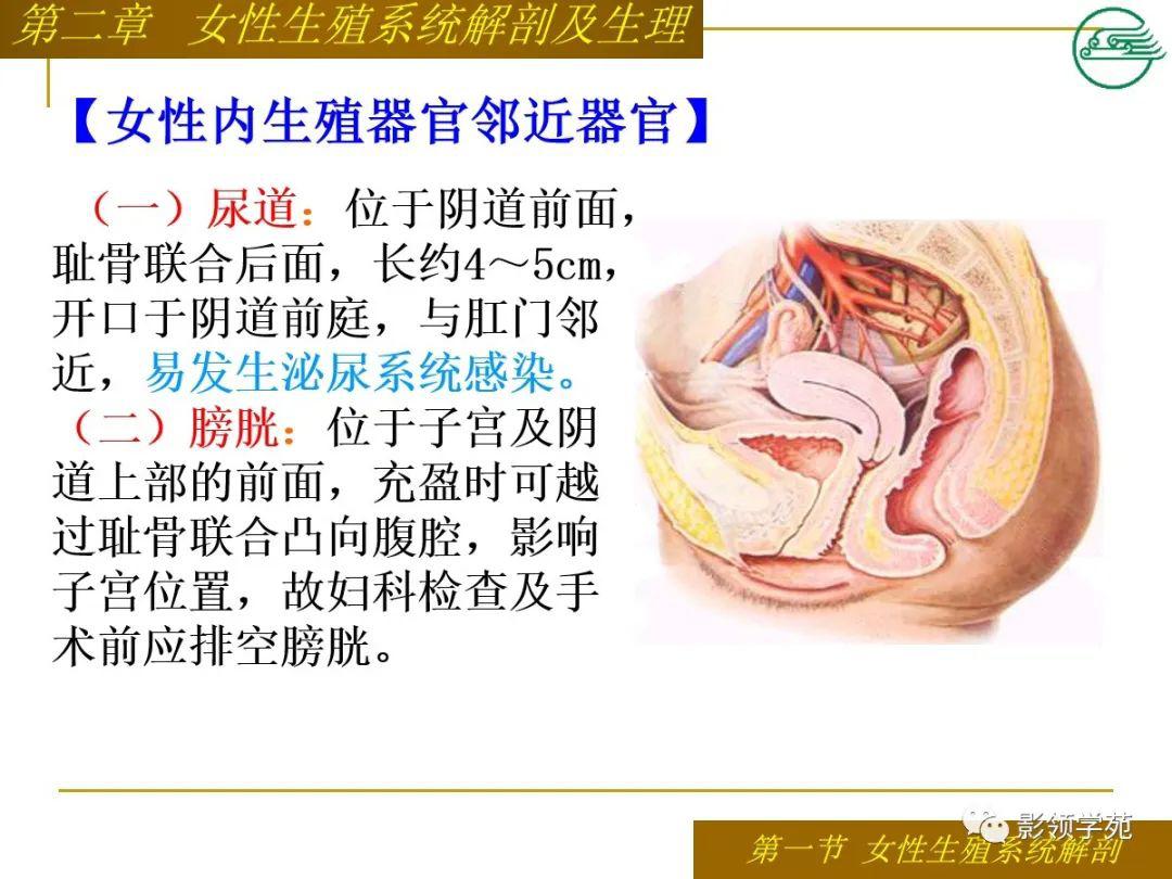 女性生殖系统解剖及生理